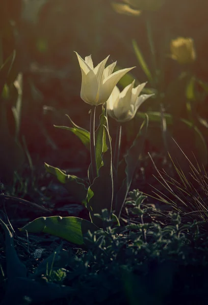 Bellissimo Tulipano Giallo Primaverile Che Cresce All Esterno Giardino Sotto — Foto Stock