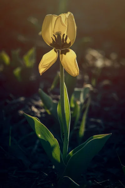 Hermoso Tulipán Amarillo Primavera Creciendo Afuera Jardín Bajo Los Cálidos —  Fotos de Stock