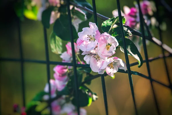 Mooie Wit Roze Appelbloesems Boom Een Warme Zomerdag — Stockfoto