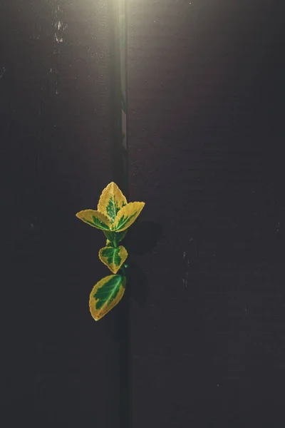 Small Green Yellow Plant Smoothing Rungs Wooden Fence Warm Rays — Stock Photo, Image