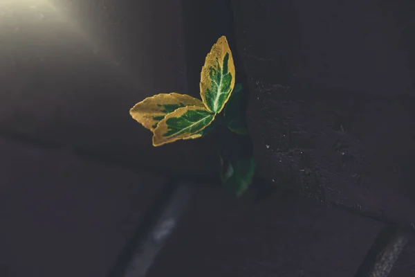 Een Kleine Groen Gele Plant Gladstrijkend Tussen Sporten Van Een — Stockfoto