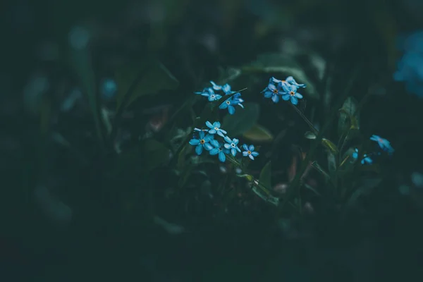 緑の背の高い草の間の美しい青忘れない花 — ストック写真