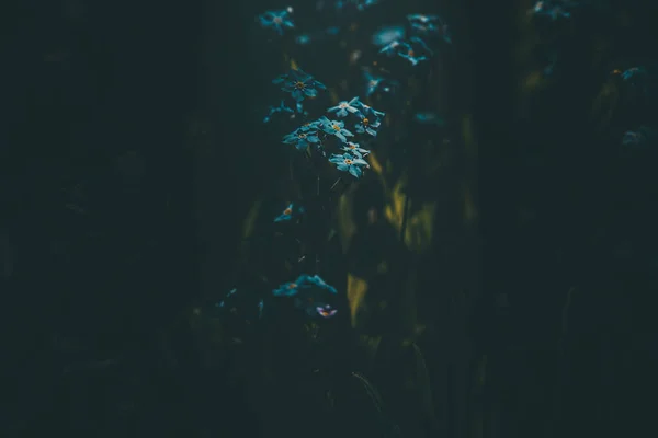 緑の背の高い草の間の美しい青忘れない花 — ストック写真