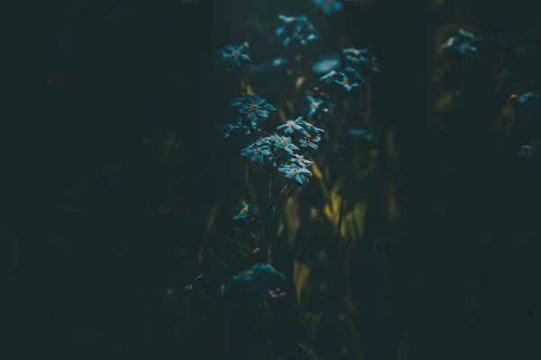 Hermoso Azul Olvidar Flores Entre Hierba Alta Verde —  Fotos de Stock