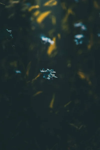 Bonito Azul Esquecer Não Flores Entre Grama Alta Verde — Fotografia de Stock