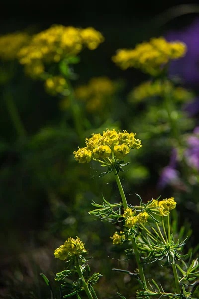 Żółte Kwiaty Wiosny Słońcu Ogrodzie — Zdjęcie stockowe
