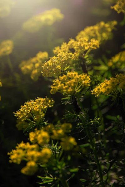 Żółte Kwiaty Wiosny Słońcu Ogrodzie — Zdjęcie stockowe