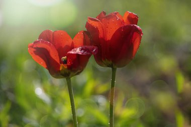 Bahçesinde su damlacıkları olan güzel kırmızı lale.