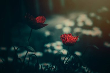 Güzel kırmızı gelincik yeşil bir arka planda gün ışığında