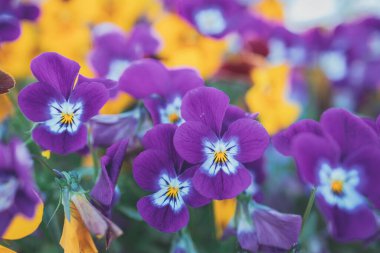 Kapalı planda bahar renkli hanım evlatlarıyla güzel bir arka plan.