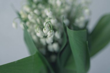 Yeşil yapraklı, vadideki güzel zambak.