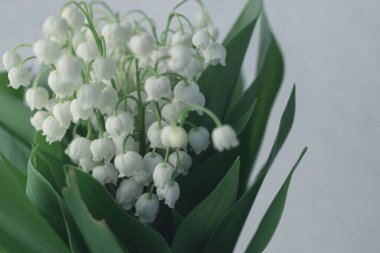 Yeşil yapraklı, vadideki güzel zambak.