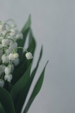 Yeşil yapraklı, vadideki güzel zambak.