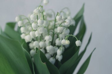 Yeşil yapraklı, vadideki güzel zambak.
