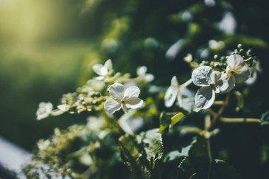 Güneşli bir bahçedeki çalılıklarda güzel beyaz bahar çiçekleri