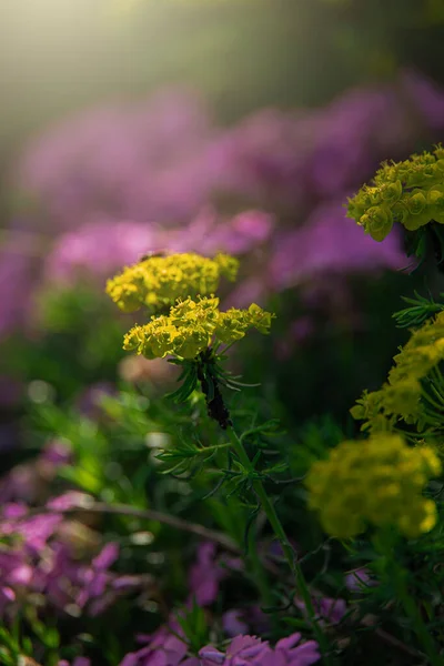 Жовті Квіти Весни Сонці Саду — стокове фото