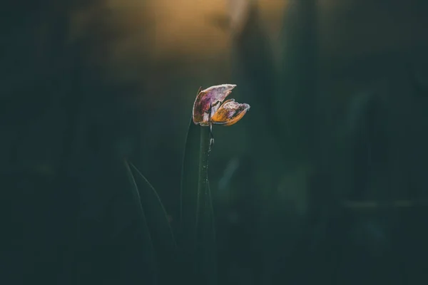 Tulipa Amarela Floresceu Jardim Primavera — Fotografia de Stock