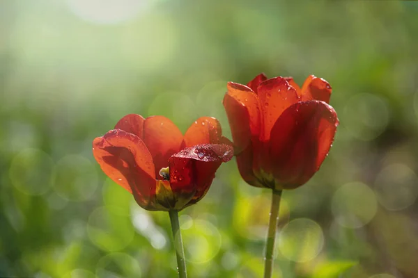 Bela Tulipa Vermelha Com Gotas Água Jardim — Fotografia de Stock