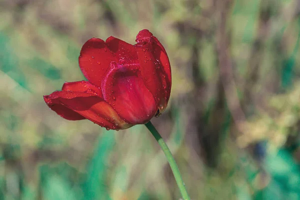 Красивый Красный Тюльпан Капельками Воды Саду — стоковое фото
