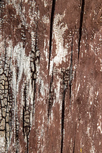 近くの古い茶色の木の幹からの美しい興味深い元の自然背景 — ストック写真