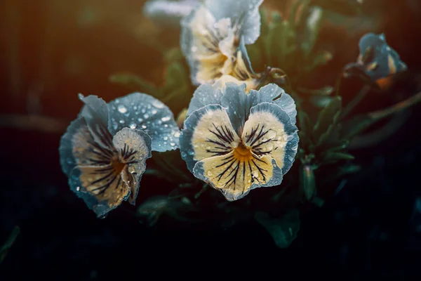 Πολύχρωμα Pansies Αυξάνεται Στον Κήπο Άνοιξη — Φωτογραφία Αρχείου