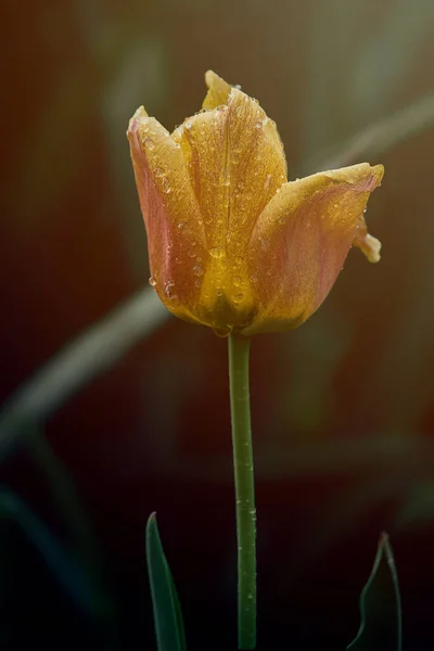 Красивый Желтый Тюльпан Капельками Воды Саду — стоковое фото