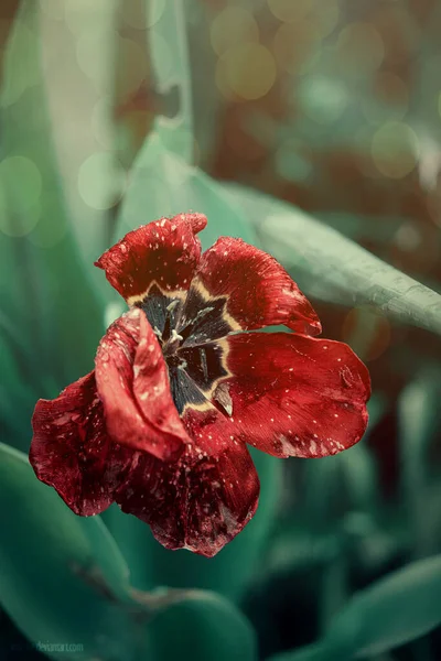 Tulipano Rosso Fiorito Nel Giardino Primaverile — Foto Stock