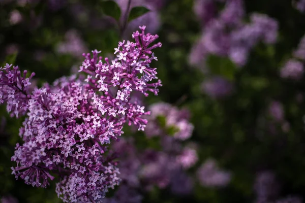 Красивий Фіолетовий Бузковий Серед Зеленого Листя Кущі Весняному Саду — стокове фото
