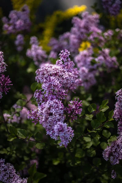 Beautiful Purple Lilac Green Leaves Bush Spring Garden — Stock Photo, Image