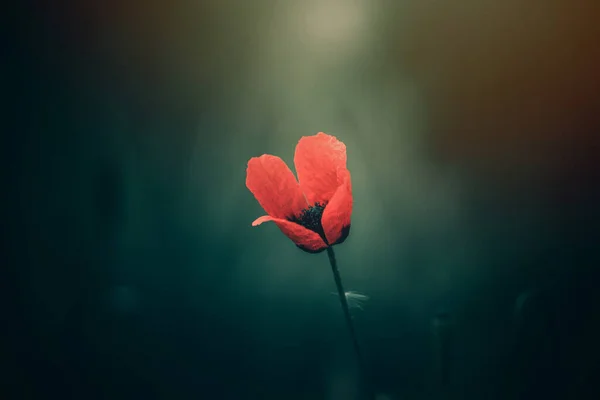 Güzel Kırmızı Gelincik Yeşil Bir Arka Planda Gün Işığında — Stok fotoğraf