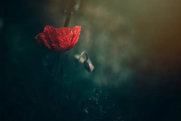 Beautiful Red Poppy Green Background Sunshine — Stock Photo, Image