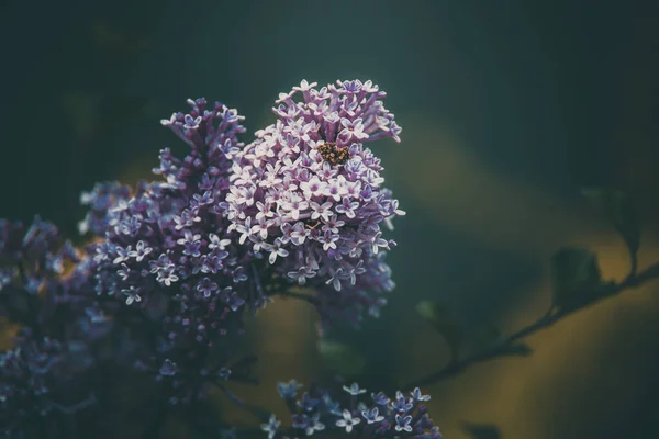 Hermosa Lila Púrpura Entre Las Hojas Verdes Arbusto Jardín Primavera —  Fotos de Stock