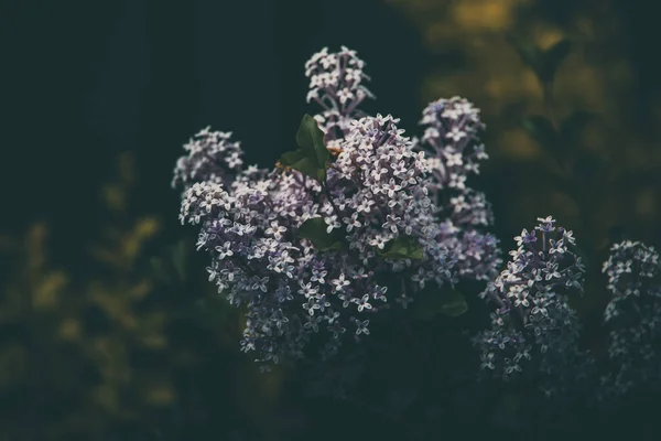 Hermosa Lila Púrpura Entre Las Hojas Verdes Arbusto Jardín Primavera —  Fotos de Stock