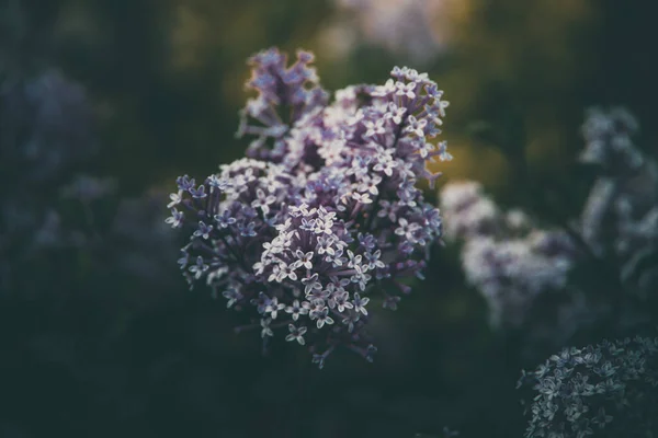 Hermosa Lila Púrpura Entre Las Hojas Verdes Arbusto Jardín Primavera —  Fotos de Stock