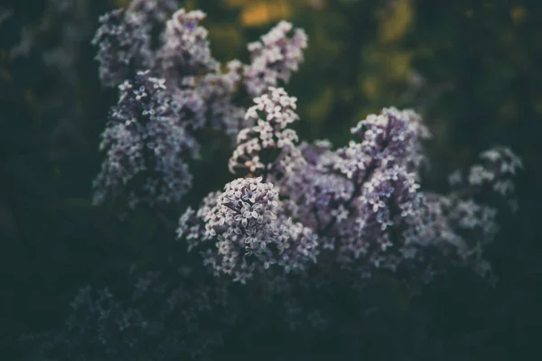 Hermosa Lila Púrpura Entre Las Hojas Verdes Arbusto Jardín Primavera —  Fotos de Stock