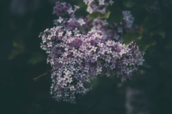 Hermosa Lila Púrpura Entre Las Hojas Verdes Arbusto Jardín Primavera —  Fotos de Stock