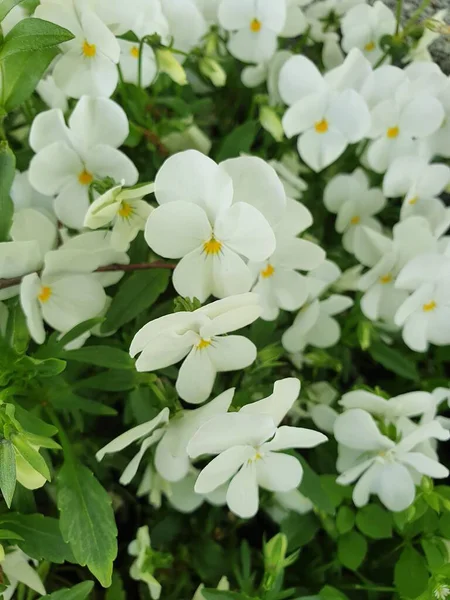 Schöne Frühlingshafte Kleine Weiße Stiefmütterchen Die Garten Zwischen Grünen Blättern — Stockfoto