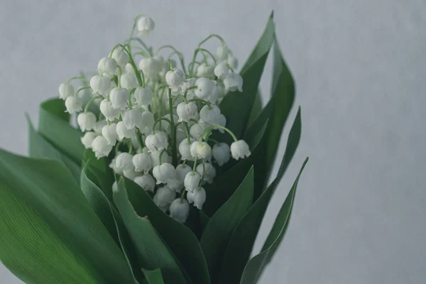 Mooie Lelie Van Vallei Boeket Met Een Achtergrond Van Groene — Stockfoto