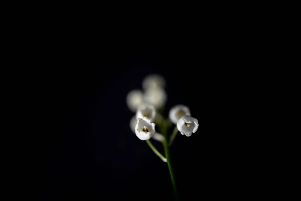 美丽的白色小百合花 在黑色光滑的背景上的山谷枝条上 — 图库照片