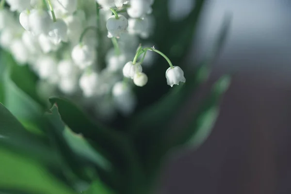 Beautiful Lily Valley Bouquet Background Green Leaves — Stock Photo, Image