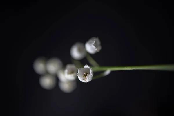 Beautiful Little White Lily Valley Sprig Black Smooth Background — Stock Photo, Image