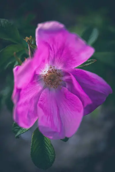 Belle Fleur Rose Sauvage Gros Plan Sur Buisson Dans Habitat — Photo