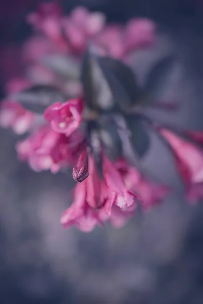 Beautiful Bush Pink Flowers Close — Stock Photo, Image