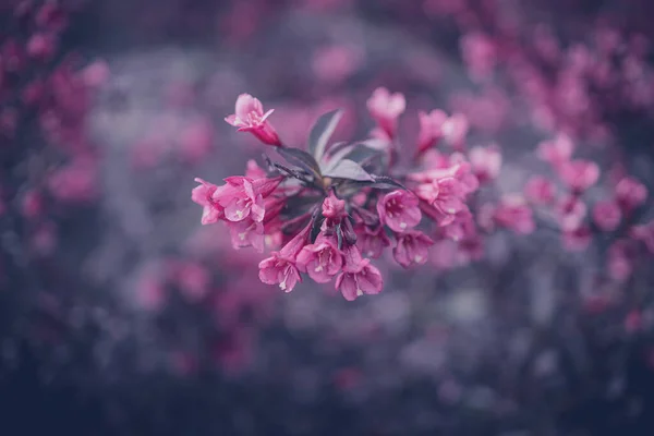 Schöner Strauch Mit Rosa Blüten Nahaufnahme — Stockfoto