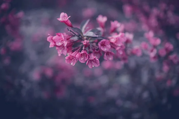 Schöner Strauch Mit Rosa Blüten Nahaufnahme — Stockfoto