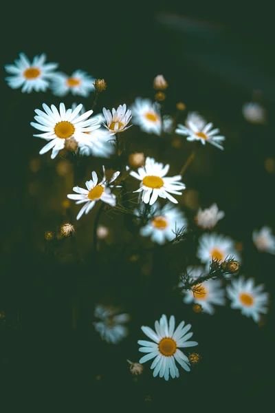 Bellissime Camomille Bianche Uno Sfondo Verde Prato Ambiente Naturale — Foto Stock