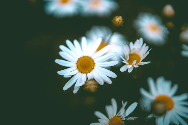 Vackra Vita Kamomiller Grön Äng Bakgrund Naturlig Miljö — Stockfoto