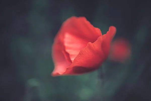 自然环境中的绿色背景下美丽的红罂粟 — 图库照片