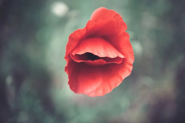 Mooie Rode Papaver Een Groene Achtergrond Natuurlijke Omgeving — Stockfoto