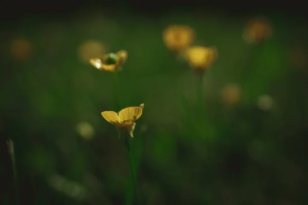 Hermosa Flor Primavera Amarilla Sobre Fondo Pradera Verde Hábitat Natural — Foto de Stock